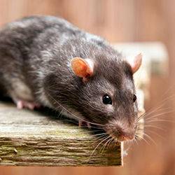 RATICIDES Blocs ou Blés